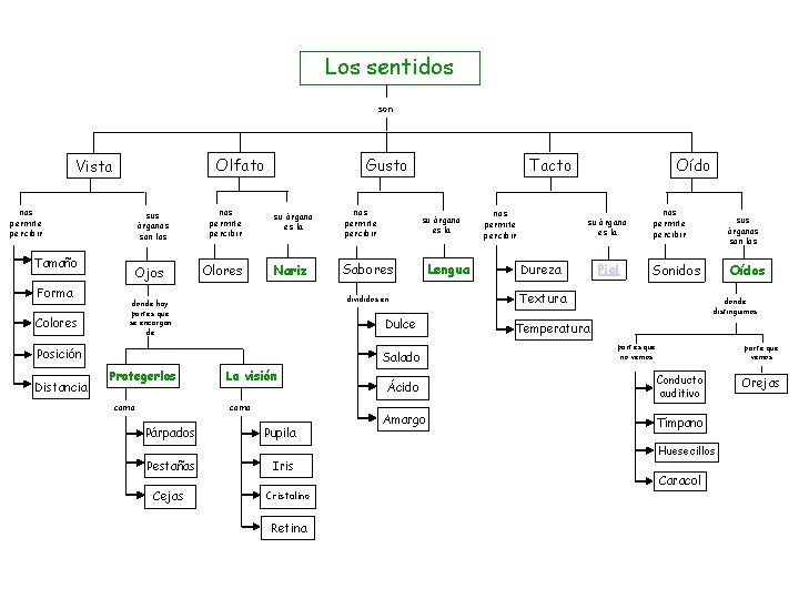 Los sentidos son Olfato Vista nos permite percibir Tamaño Forma Colores sus órganos son