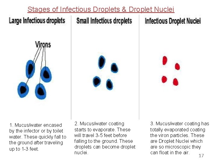 Stages of Infectious Droplets & Droplet Nuclei 1. Mucus/water encased by the infector or