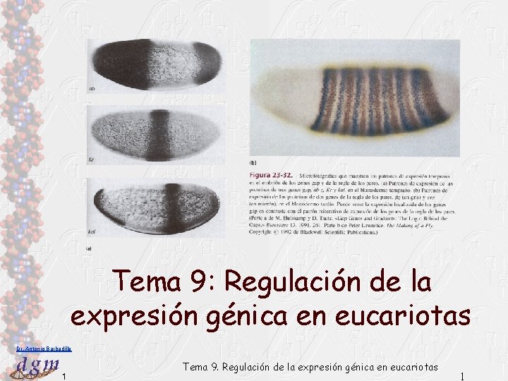 Tema 9: Regulación de la expresión génica en eucariotas Dr. Antonio Barbadilla 1 Tema