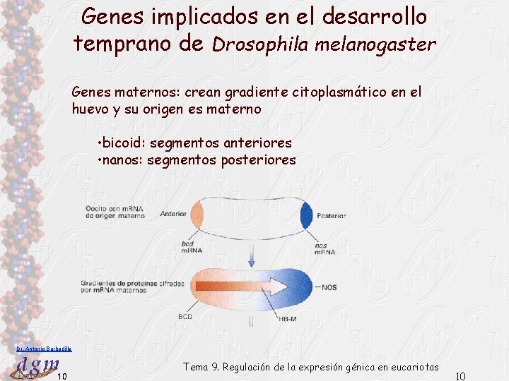 Genes implicados en el desarrollo temprano de Drosophila melanogaster Genes maternos: crean gradiente citoplasmático