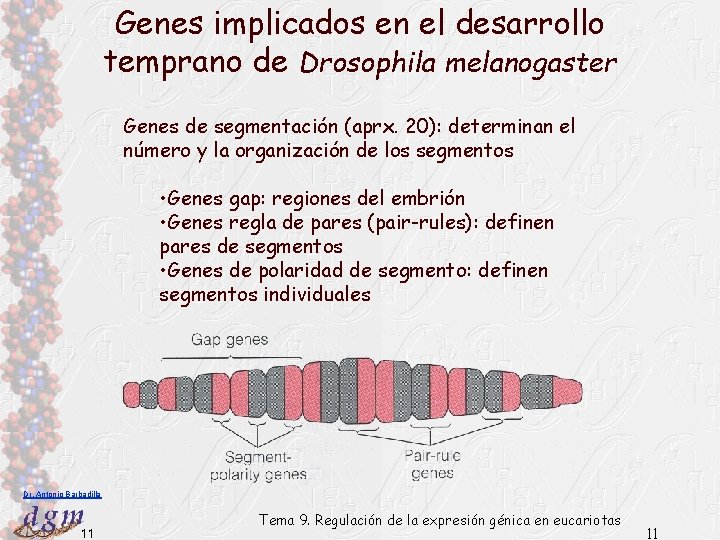 Genes implicados en el desarrollo temprano de Drosophila melanogaster Genes de segmentación (aprx. 20):