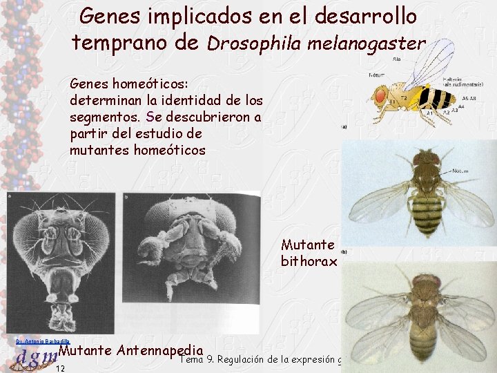 Genes implicados en el desarrollo temprano de Drosophila melanogaster Genes homeóticos: determinan la identidad