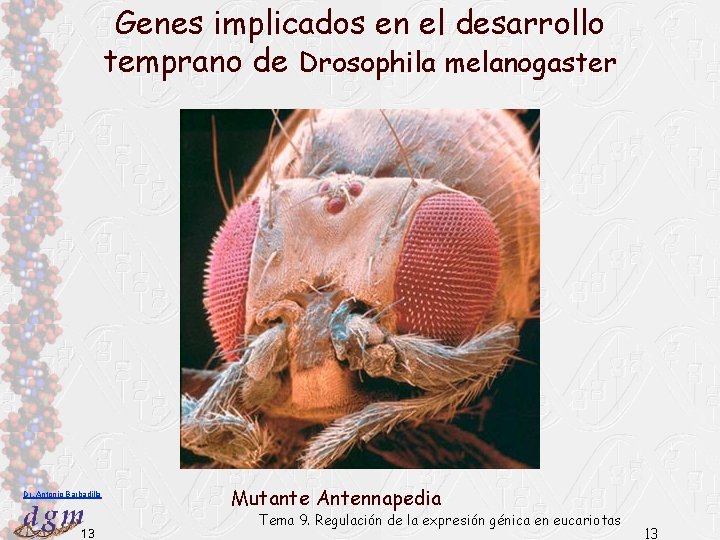 Genes implicados en el desarrollo temprano de Drosophila melanogaster Mutante bithorax Dr. Antonio Barbadilla