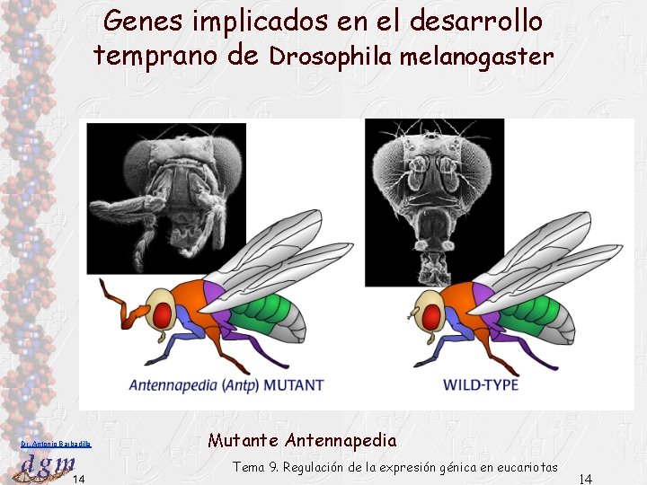 Genes implicados en el desarrollo temprano de Drosophila melanogaster Dr. Antonio Barbadilla 14 Mutante