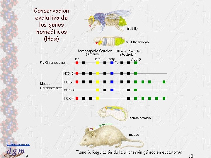 Conservacion evolutiva de los genes homeóticos (Hox) Dr. Antonio Barbadilla 18 Tema 9. Regulación
