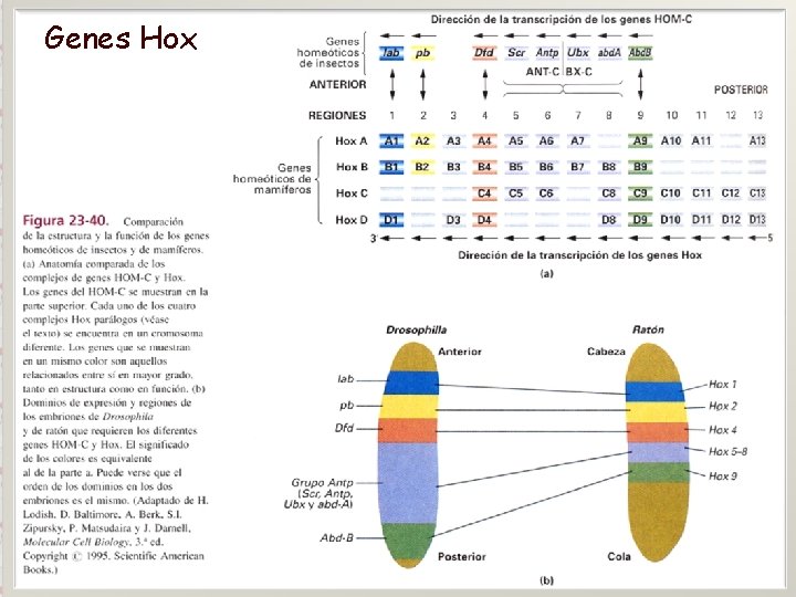 Genes Hox Dr. Antonio Barbadilla 19 Tema 9. Regulación de la expresión génica en