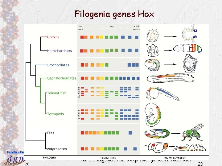 Filogenia genes Hox Dr. Antonio Barbadilla 20 Tema 9. Regulación de la expresión génica