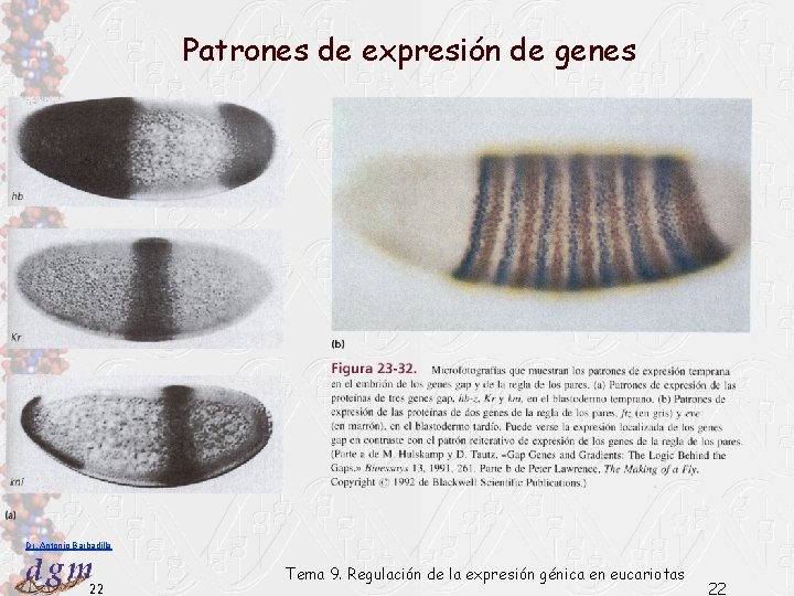 Patrones de expresión de genes Dr. Antonio Barbadilla 22 Tema 9. Regulación de la