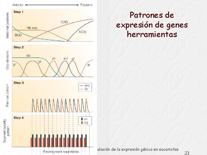 Patrones de expresión de genes herramientas Dr. Antonio Barbadilla 23 Tema 9. Regulación de