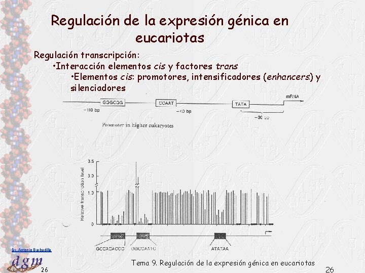 Regulación de la expresión génica en eucariotas Regulación transcripción: • Interacción elementos cis y