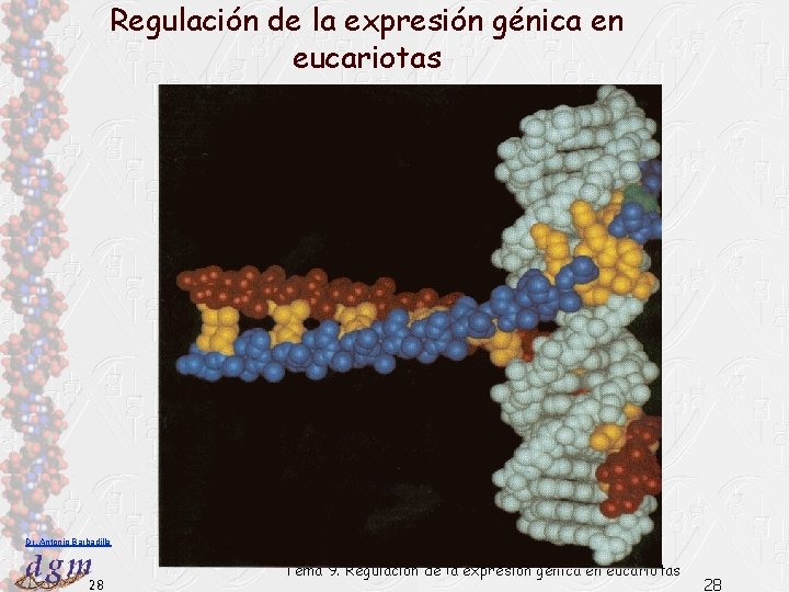 Regulación de la expresión génica en eucariotas Dr. Antonio Barbadilla 28 Tema 9. Regulación