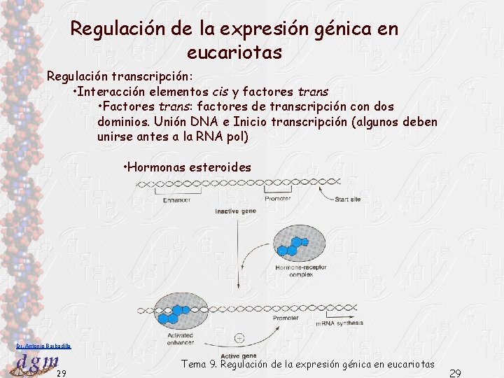 Regulación de la expresión génica en eucariotas Regulación transcripción: • Interacción elementos cis y