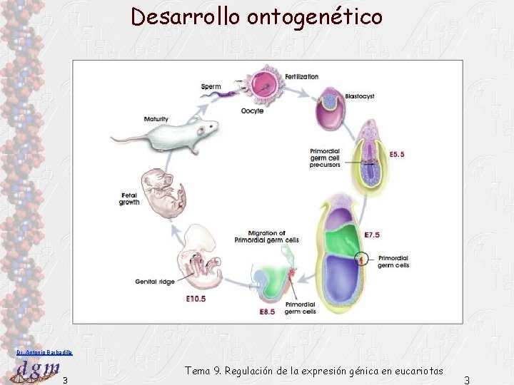 Desarrollo ontogenético Dr. Antonio Barbadilla 3 Tema 9. Regulación de la expresión génica en