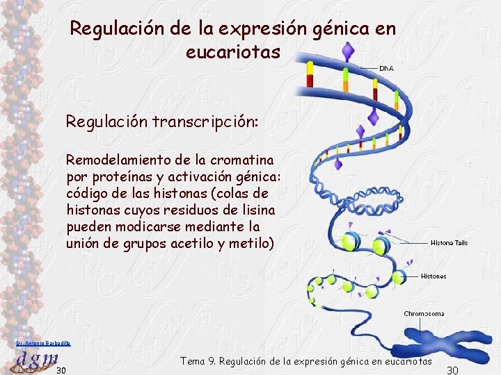 Regulación de la expresión génica en eucariotas Regulación transcripción: Remodelamiento de la cromatina por