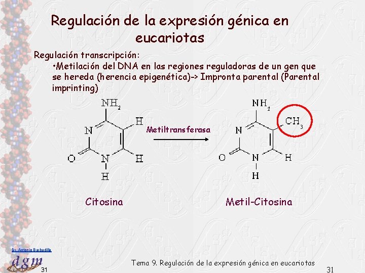 Regulación de la expresión génica en eucariotas Regulación transcripción: • Metilación del DNA en