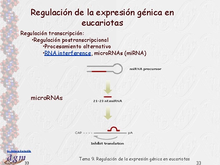 Regulación de la expresión génica en eucariotas Regulación transcripción: • Regulación postranscripcional • Procesamiento