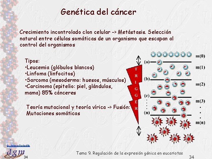 Genética del cáncer Crecimiento incontrolado clon celular -> Metástasis. Selección natural entre células somáticas
