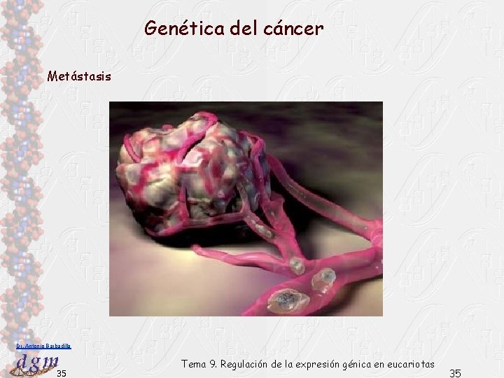 Genética del cáncer Metástasis Dr. Antonio Barbadilla 35 Tema 9. Regulación de la expresión