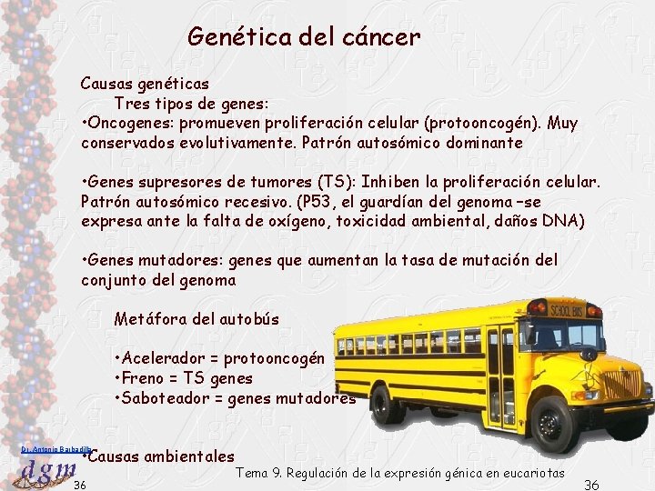 Genética del cáncer Causas genéticas Tres tipos de genes: • Oncogenes: promueven proliferación celular