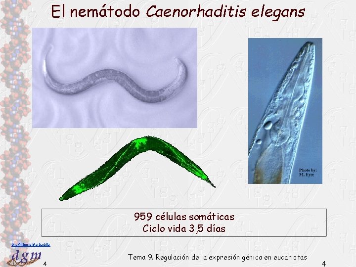 El nemátodo Caenorhaditis elegans 959 células somáticas Ciclo vida 3, 5 días Dr. Antonio