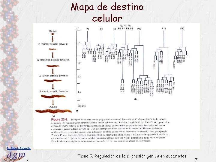 Mapa de destino celular Dr. Antonio Barbadilla 7 Tema 9. Regulación de la expresión