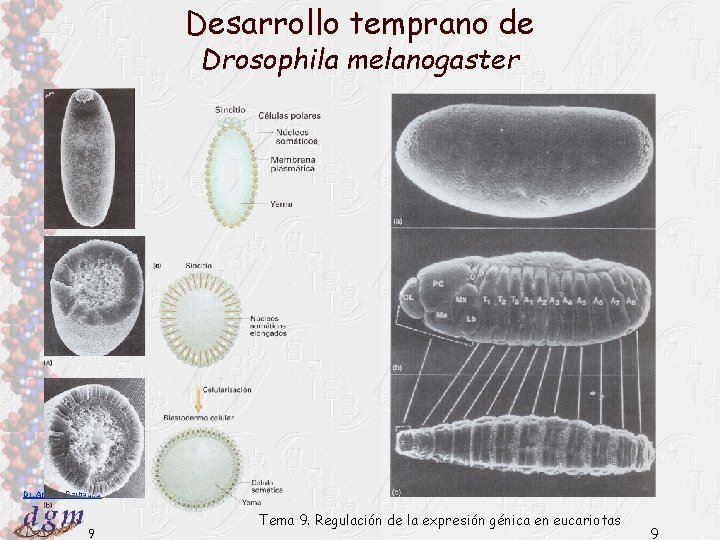 Desarrollo temprano de Drosophila melanogaster Dr. Antonio Barbadilla 9 Tema 9. Regulación de la