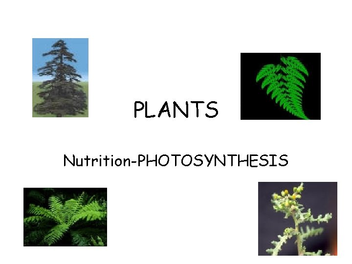 PLANTS Nutrition-PHOTOSYNTHESIS 