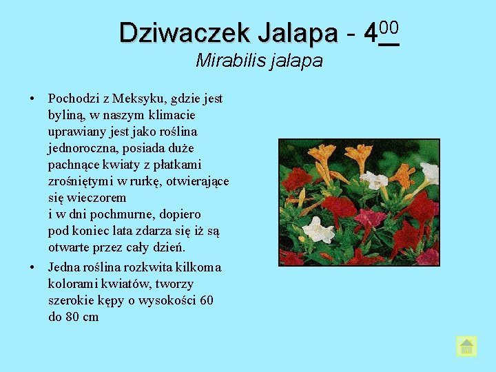 Dziwaczek Jalapa - 400 Mirabilis jalapa • Pochodzi z Meksyku, gdzie jest byliną, w