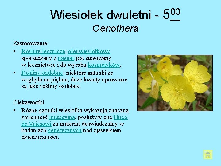 Wiesiołek dwuletni - 500 Oenothera Zastosowanie: • Rośliny lecznicze: olej wiesiołkowy sporządzany z nasion