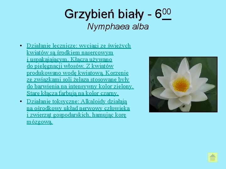 Grzybień biały - 600 Nymphaea alba • Działanie lecznicze: wyciągi ze świeżych kwiatów są