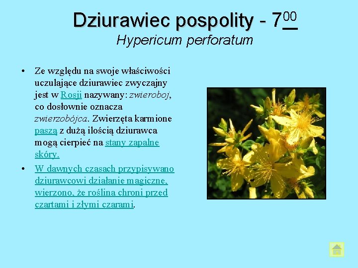 Dziurawiec pospolity - 700 Hypericum perforatum • Ze względu na swoje właściwości uczulające dziurawiec