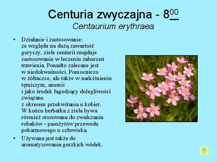 Centuria zwyczajna - 800 Centaurium erythraea • Działanie i zastosowanie: ze względu na dużą Centuria zwyczajna - 800 Centaurium erythraea • Działanie i zastosowanie: ze względu na dużą