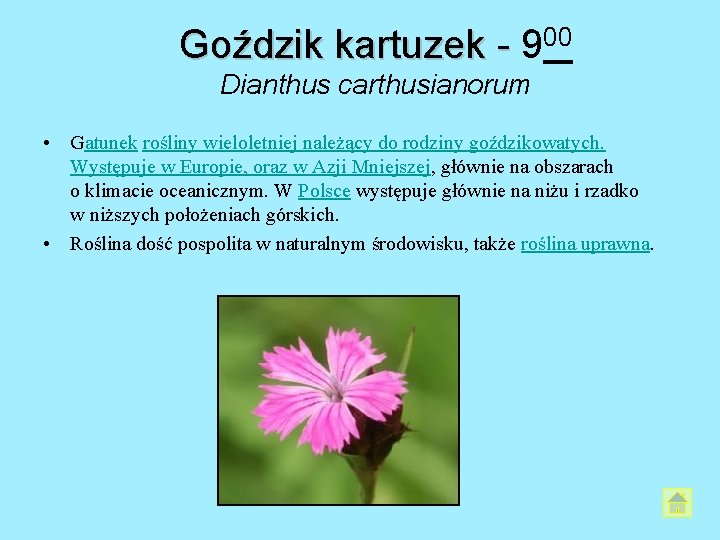 Goździk kartuzek - 900 Dianthus carthusianorum • Gatunek rośliny wieloletniej należący do rodziny goździkowatych. Goździk kartuzek - 900 Dianthus carthusianorum • Gatunek rośliny wieloletniej należący do rodziny goździkowatych.