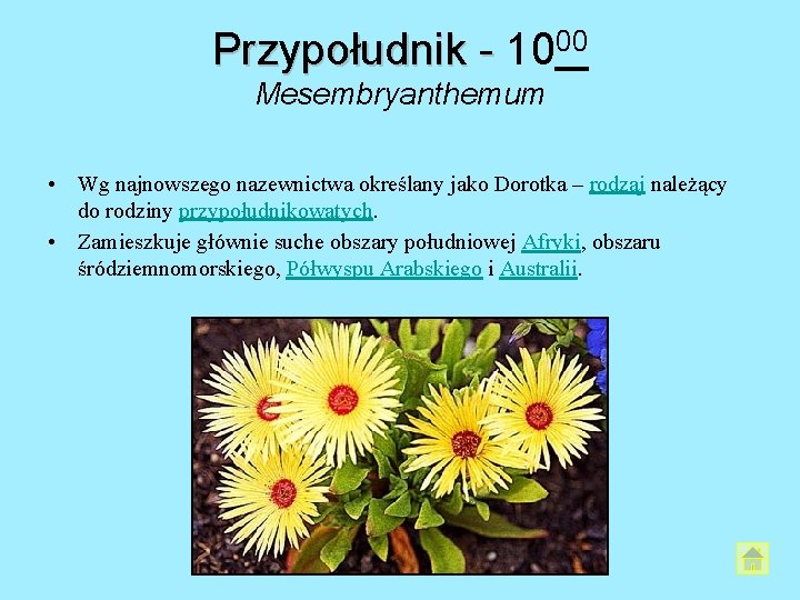 Przypołudnik - 1000 Mesembryanthemum • Wg najnowszego nazewnictwa określany jako Dorotka – rodzaj należący