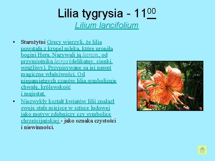 Lilia tygrysia - 1100 Lilium lancifolium • Starożytni Grecy wierzyli, że lilia powstała z