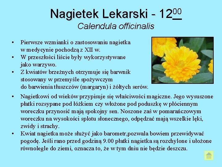 Nagietek Lekarski - 1200 Calendula officinalis • • • Pierwsze wzmianki o zastosowaniu nagietka