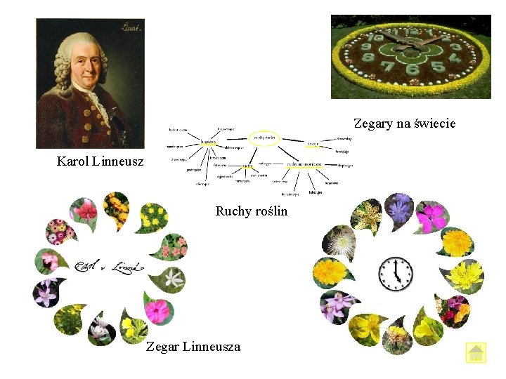 Zegary na świecie Karol Linneusz Ruchy roślin Zegar Linneusza Zegary na świecie Karol Linneusz Ruchy roślin Zegar Linneusza