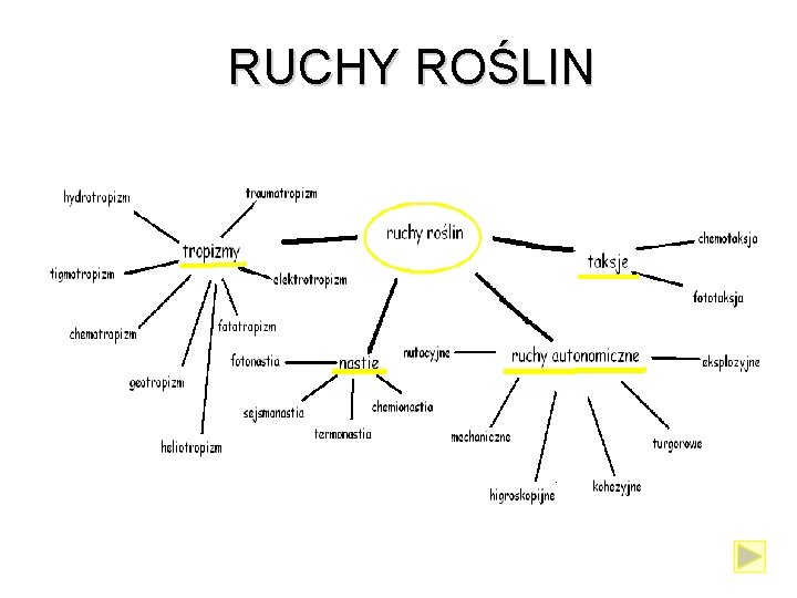 RUCHY ROŚLIN RUCHY ROŚLIN