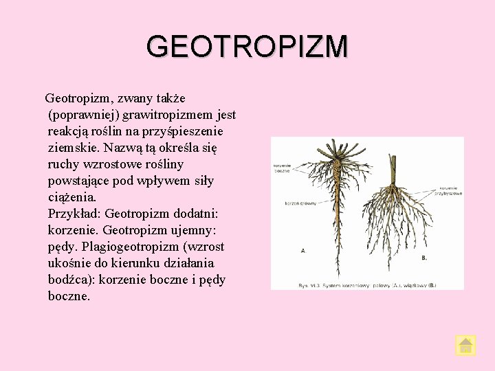 GEOTROPIZM Geotropizm, zwany także (poprawniej) grawitropizmem jest reakcją roślin na przyśpieszenie ziemskie. Nazwą tą