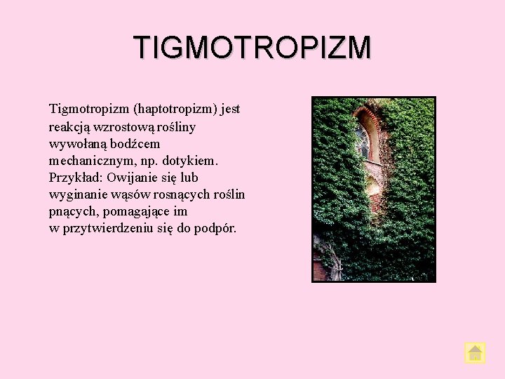 TIGMOTROPIZM Tigmotropizm (haptotropizm) jest reakcją wzrostową rośliny wywołaną bodźcem mechanicznym, np. dotykiem. Przykład: Owijanie
