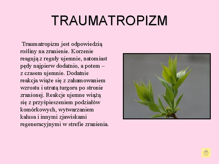 TRAUMATROPIZM Traumatropizm jest odpowiedzią rośliny na zranienie. Korzenie reagują z reguły ujemnie, natomiast pędy TRAUMATROPIZM Traumatropizm jest odpowiedzią rośliny na zranienie. Korzenie reagują z reguły ujemnie, natomiast pędy