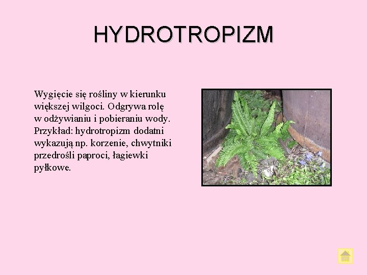 HYDROTROPIZM Wygięcie się rośliny w kierunku większej wilgoci. Odgrywa rolę w odżywianiu i pobieraniu