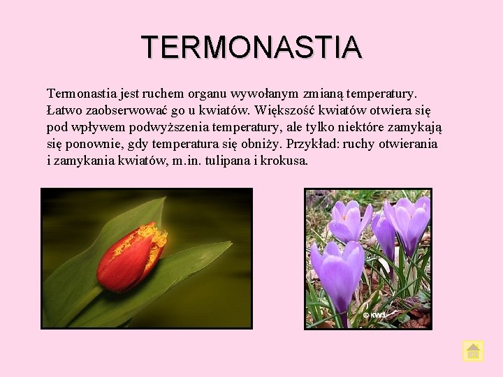 TERMONASTIA Termonastia jest ruchem organu wywołanym zmianą temperatury. Łatwo zaobserwować go u kwiatów. Większość