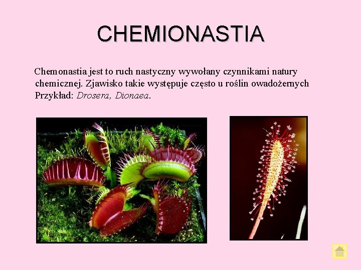 CHEMIONASTIA Chemonastia jest to ruch nastyczny wywołany czynnikami natury chemicznej. Zjawisko takie występuje często