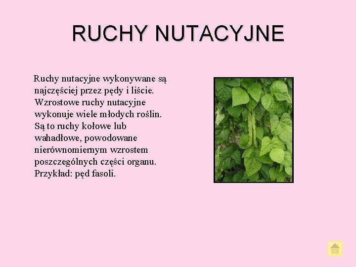 RUCHY NUTACYJNE Ruchy nutacyjne wykonywane są najczęściej przez pędy i liście. Wzrostowe ruchy nutacyjne