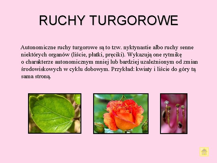 RUCHY TURGOROWE Autonomiczne ruchy turgorowe są to tzw. nyktynastie albo ruchy senne niektórych organów RUCHY TURGOROWE Autonomiczne ruchy turgorowe są to tzw. nyktynastie albo ruchy senne niektórych organów