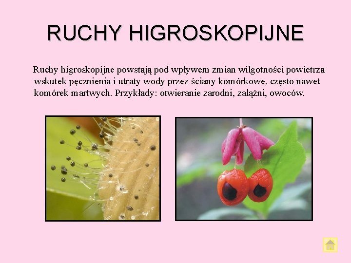 RUCHY HIGROSKOPIJNE Ruchy higroskopijne powstają pod wpływem zmian wilgotności powietrza wskutek pęcznienia i utraty RUCHY HIGROSKOPIJNE Ruchy higroskopijne powstają pod wpływem zmian wilgotności powietrza wskutek pęcznienia i utraty