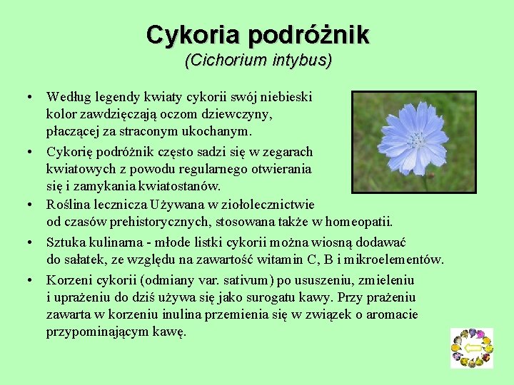 Cykoria podróżnik (Cichorium intybus) • Według legendy kwiaty cykorii swój niebieski kolor zawdzięczają oczom