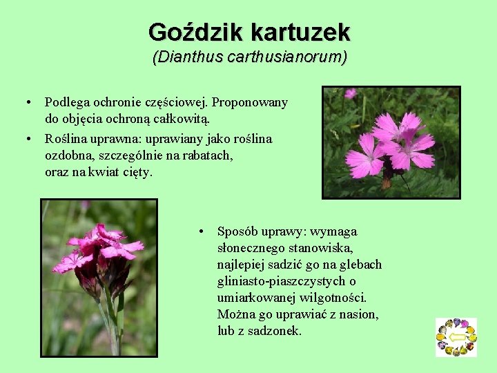 Goździk kartuzek (Dianthus carthusianorum) • Podlega ochronie częściowej. Proponowany do objęcia ochroną całkowitą. •