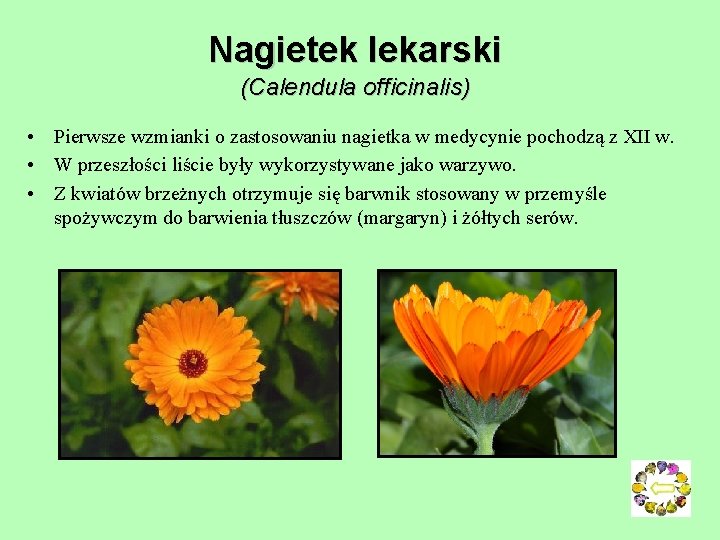 Nagietek lekarski (Calendula officinalis) • Pierwsze wzmianki o zastosowaniu nagietka w medycynie pochodzą z